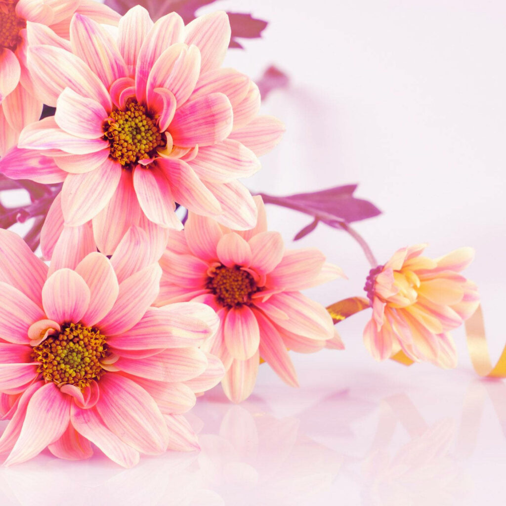 Vibrant Pink Daisies Wallpaper: Fresh Spring Charm Background