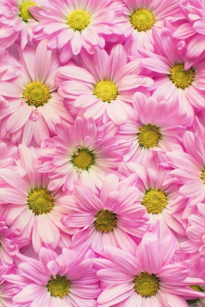 Cheerful Pink Daisies iPhone Wallpaper - Nature's Bright Floral Background