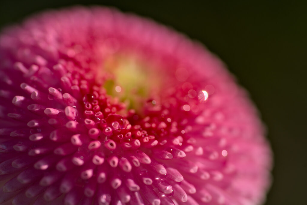 Close-Up Pink Daisy Bud with Water Droplets - Vibrant Wallpaper Background