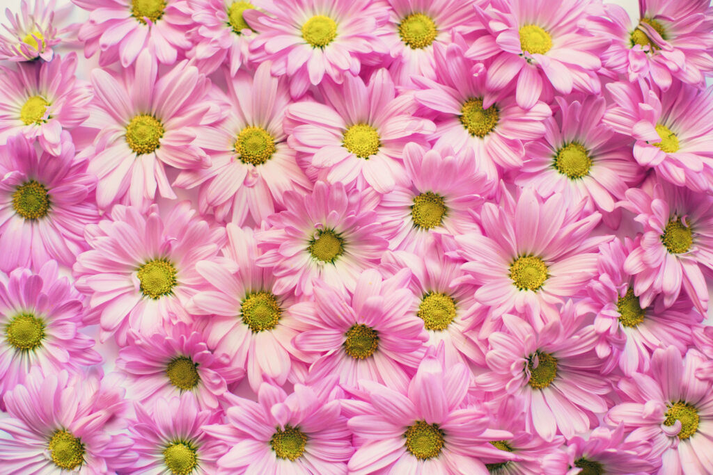 Vibrant Pink Daisies Wallpaper: Cheerful Floral Background
