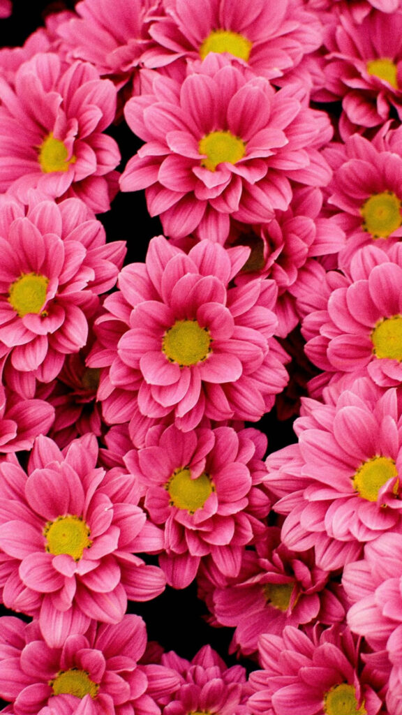 Vibrant Pink Daisy Wallpaper: Bright Floral Pattern for Cheerful Spaces