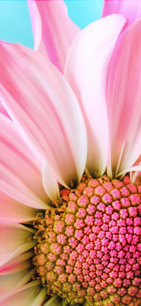 Vibrant Pink Daisy Wallpaper for a Fresh Spring iPhone Background