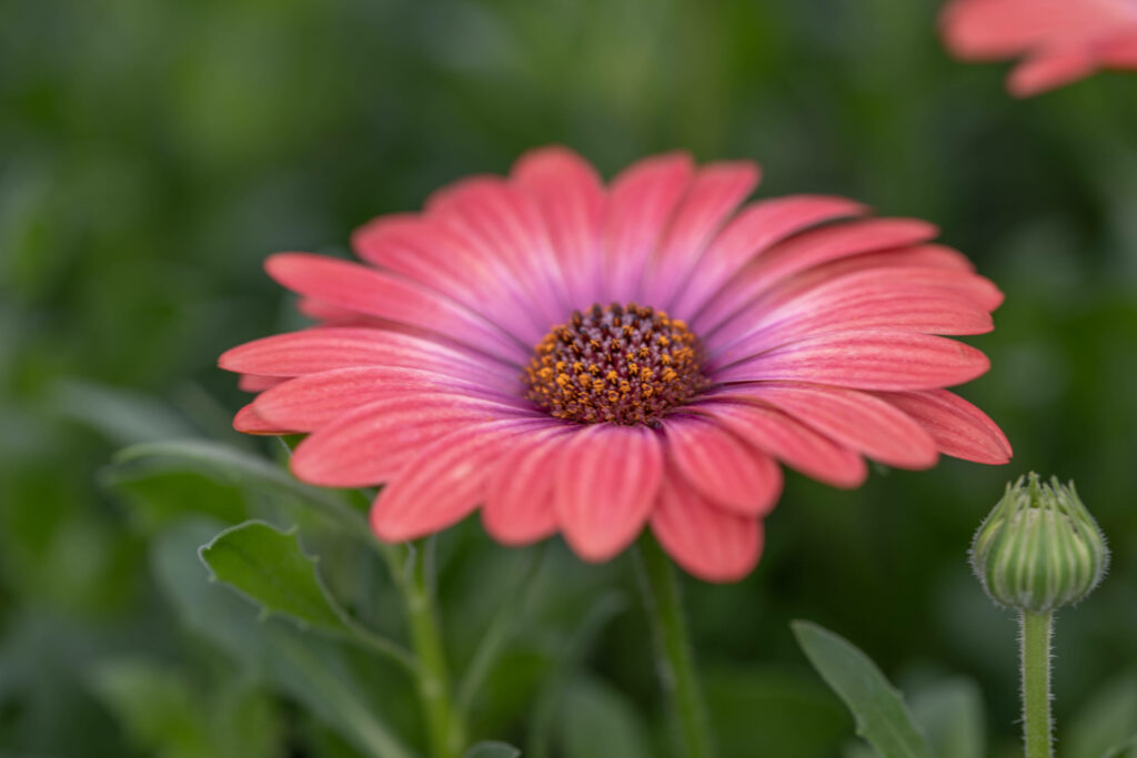 Vibrant Pink Daisy Wallpaper with Lush Green Background
