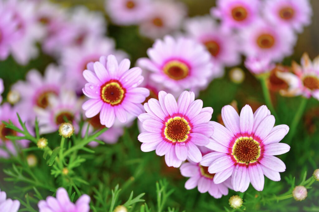 Serene Pink Daisies Wallpaper: Delicate Floral Background in Focus