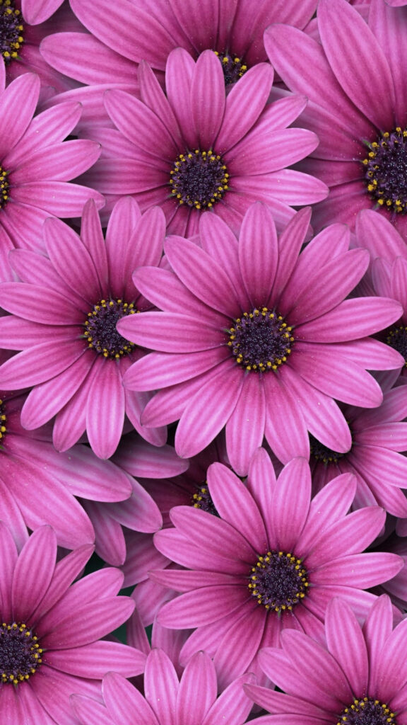 Cheerful Pink Daisy Wallpaper for Fresh Spring iPhone Background