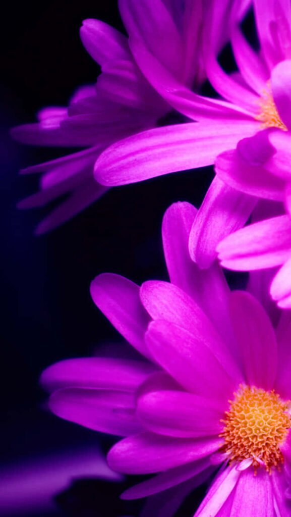 Bright Pink Daisy Wallpaper for iPhone - Springtime Cheer