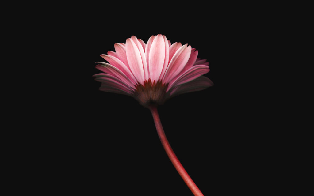 Vibrant Pink Daisy Wallpaper on Dark Background - Soft Texture