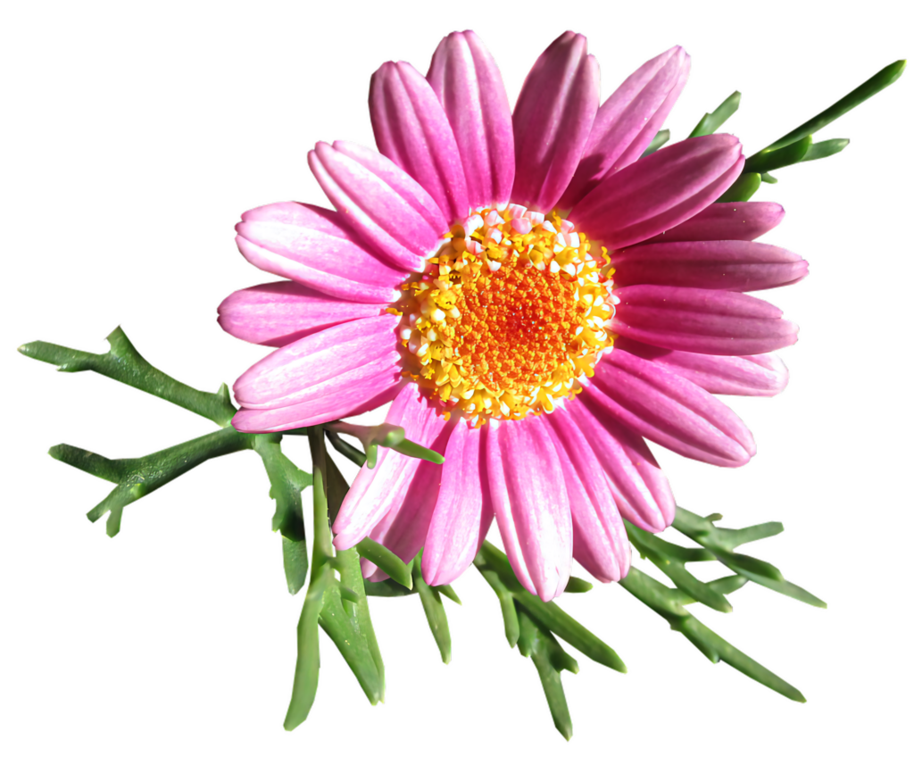 Vibrant Pink Daisy Wallpaper with Intricate Details on Transparent BG
