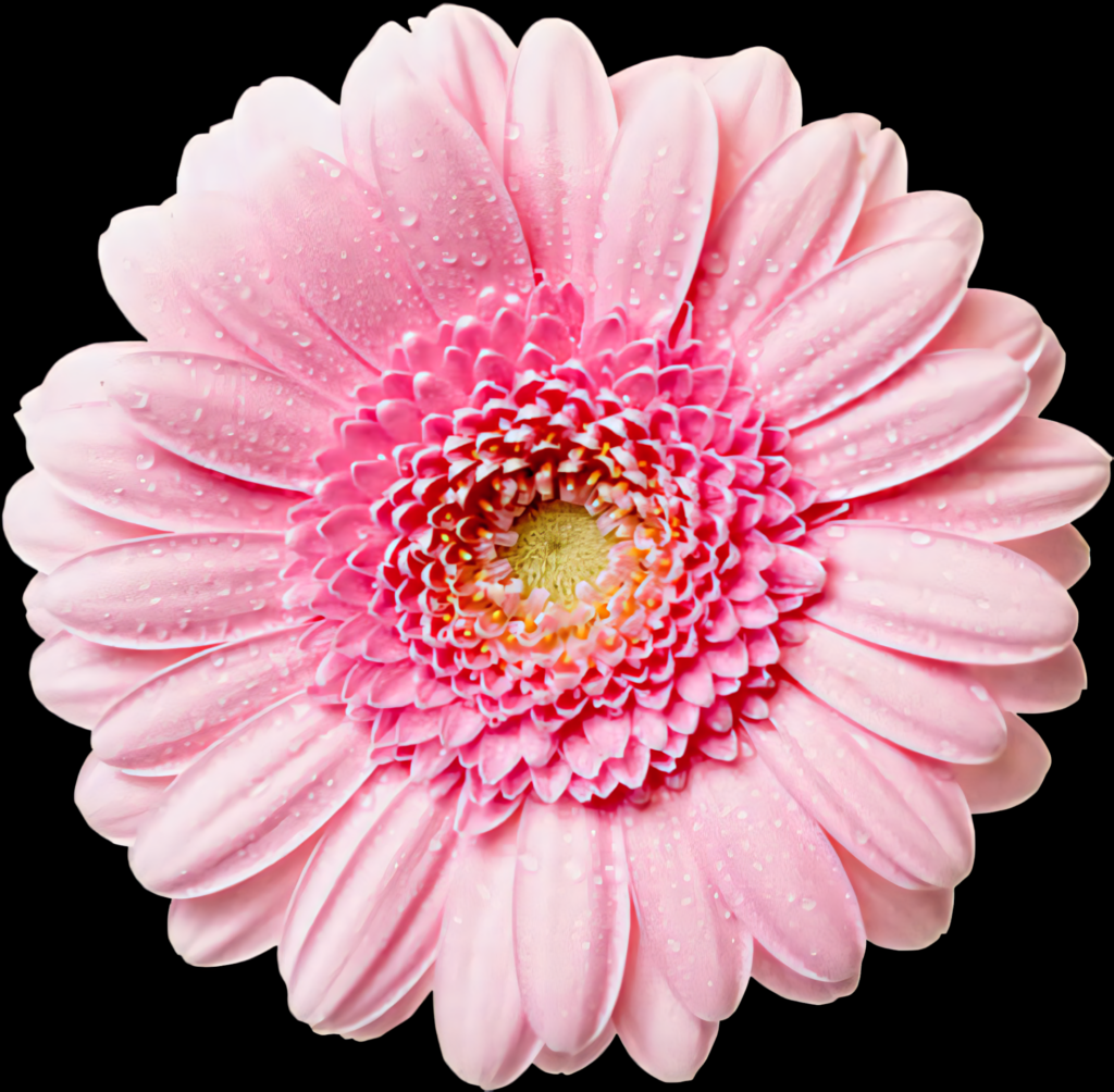 Beautiful Pink Daisy with Water Droplets on Transparent Background Wallpaper