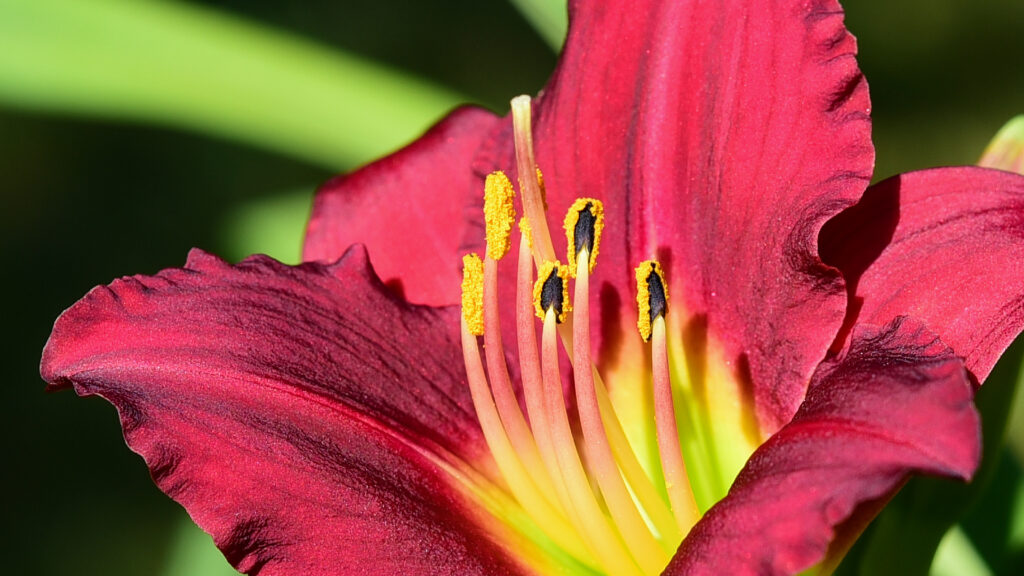 Close-Up Pink Daylily Bloom: Velvety Petals & Golden Stamens Wallpaper