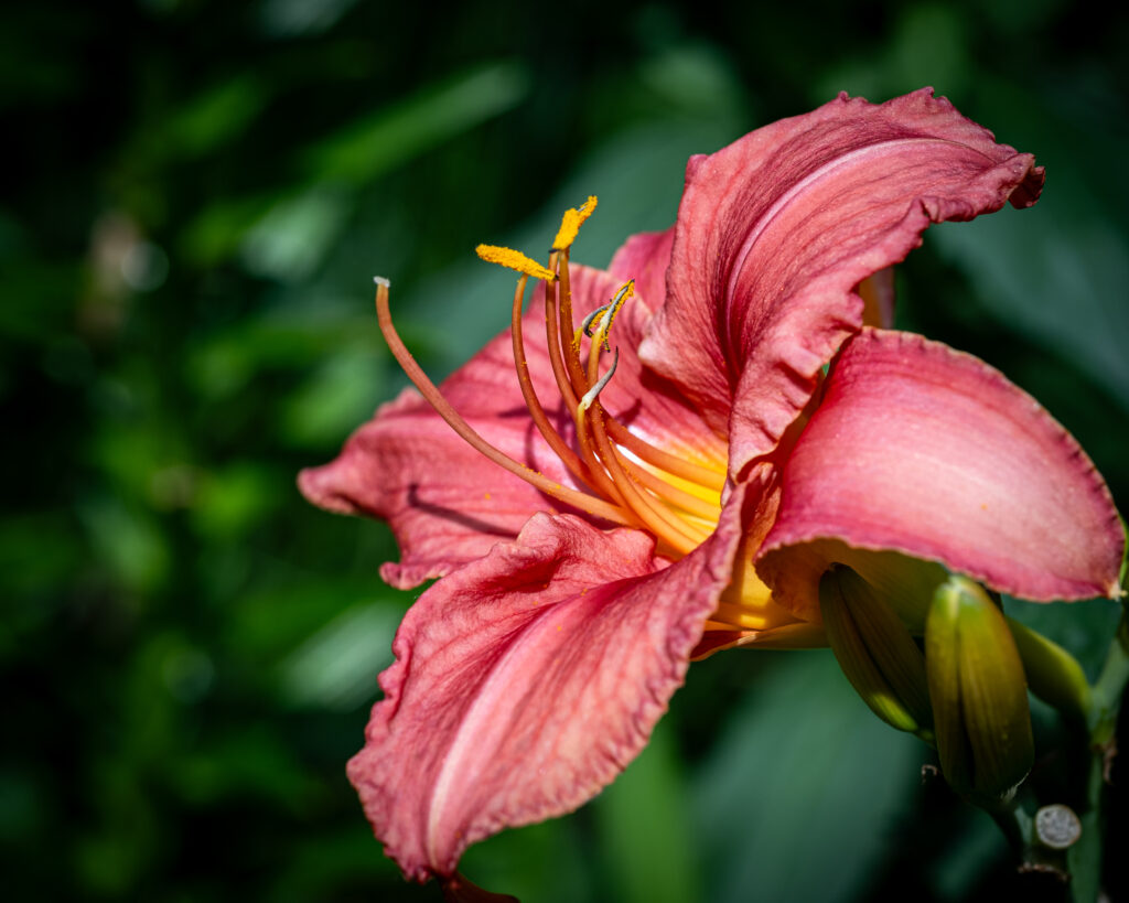 Vibrant Pink Daylily Macro: Intricate Petals Wallpaper Background