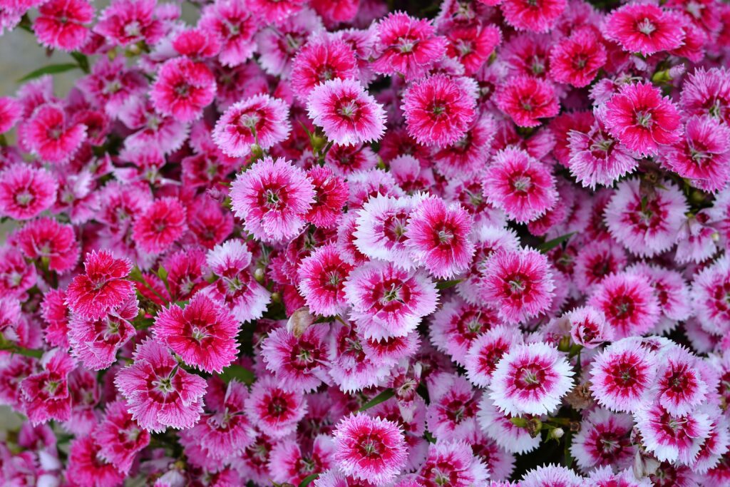 Vibrant Pink Dianthus Barbatus Wallpaper: Intricate Floral Close-Up