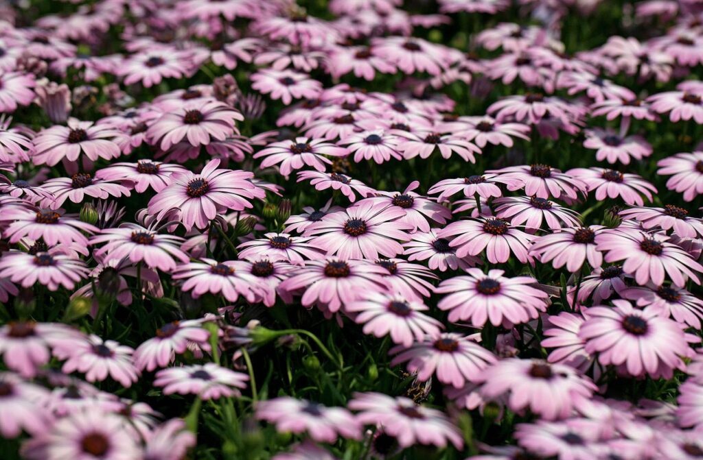 Vibrant Pink Dimorphotheca Flowers in Lush Green Background Wallpaper