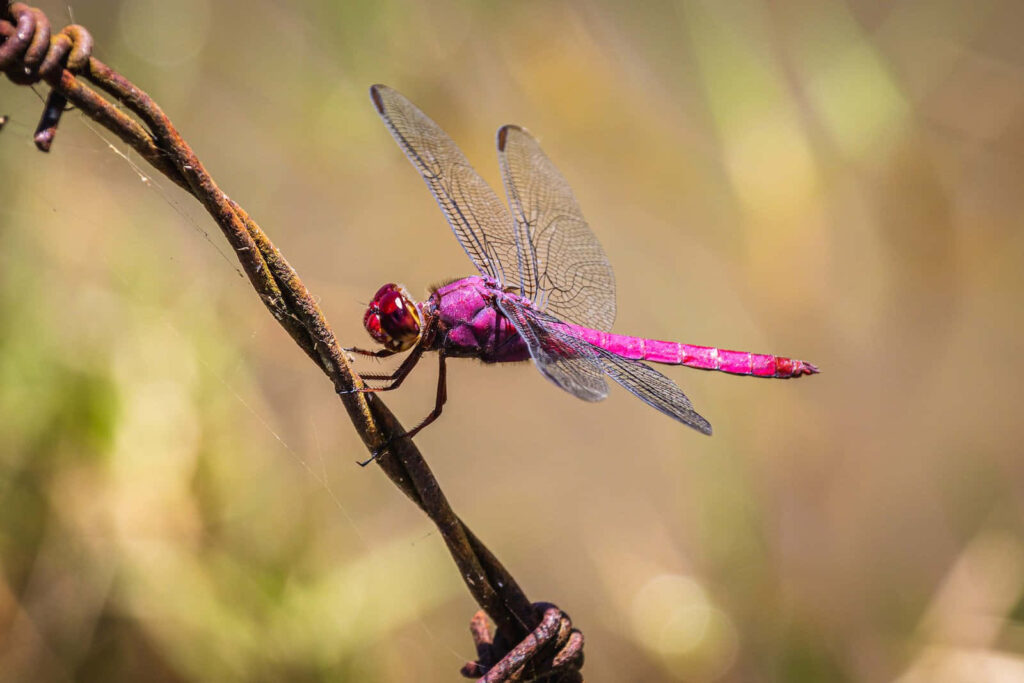 Vibrant Pink Dragonfly Wallpaper: Delicate Nature Background