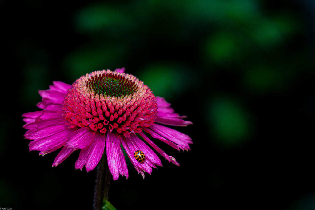 Vibrant Pink Echinacea with Ladybug - Macro Floral Wallpaper