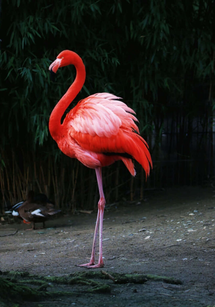 Captivating Pink Flamingo Wallpaper Against Lush Green Background