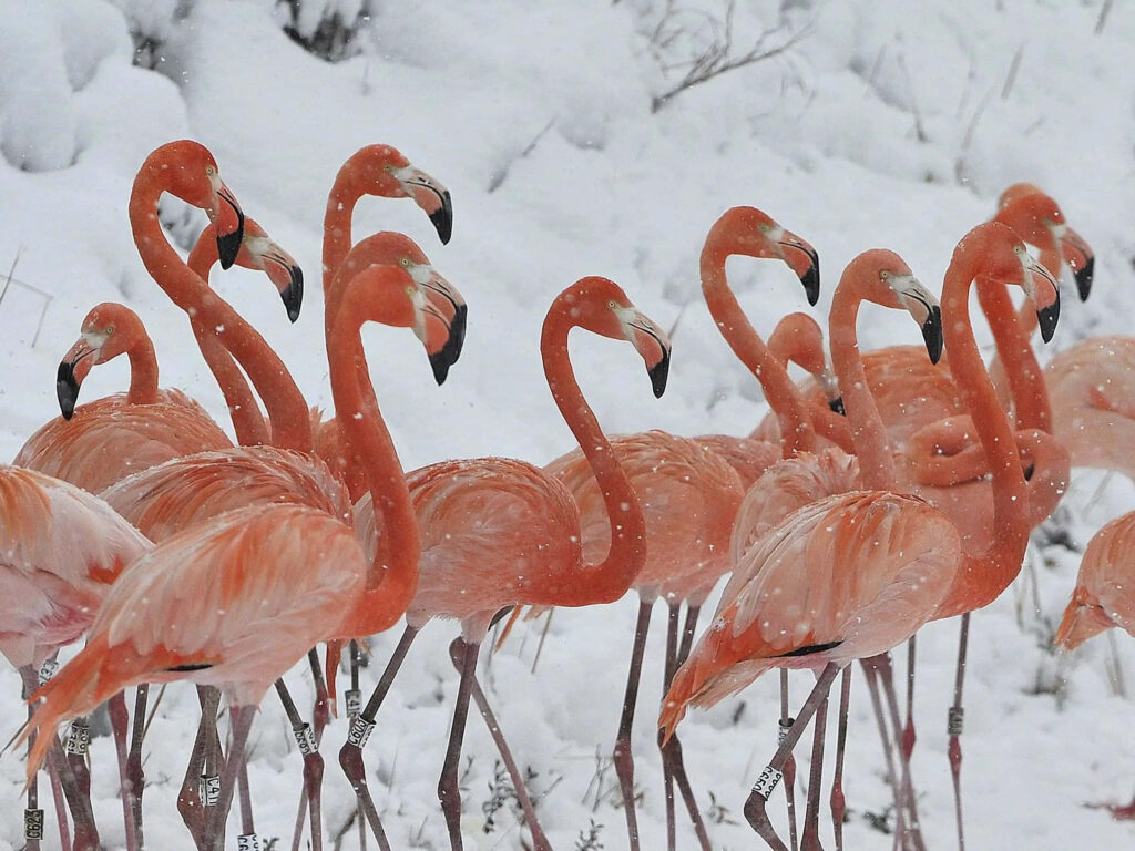 Vibrant Pink Flamingos in Snowy Landscape: Stunning Contrast Scene Wallpaper