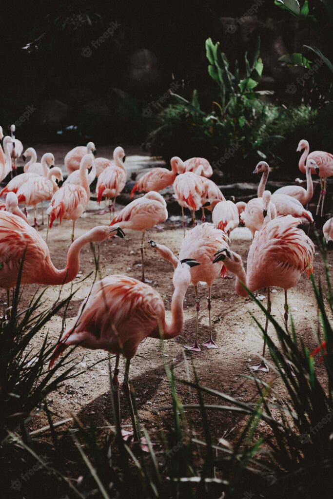 Vibrant Pink Flamingos in Lush Greenery - Serene Wallpaper Background