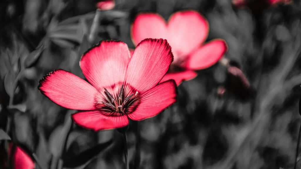 Vibrant Pink Flax Flowers Wallpaper - High-Resolution Background