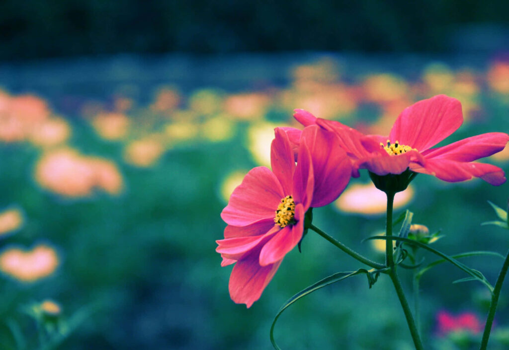 Vibrant Pink Floral Wallpaper: Serene Bloom on Soft Blurred Background