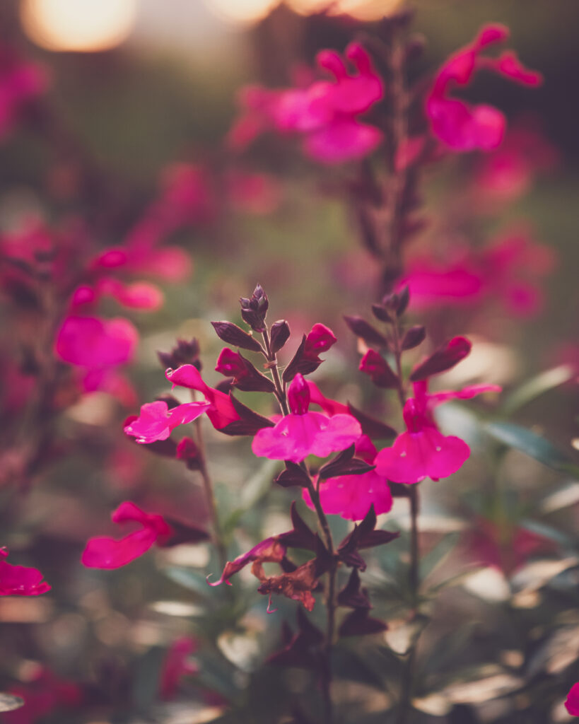 Vibrant Pink Flower Wallpaper: Delicate Petals on Gentle Background