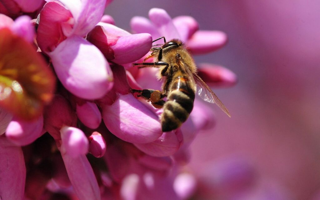 Close-Up Bee on Pink Flowers - Vibrant Pollination Wallpaper