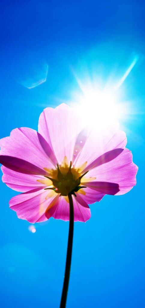Vibrant Pink Flower Against Blue Sky - Uplifting Wallpaper Background