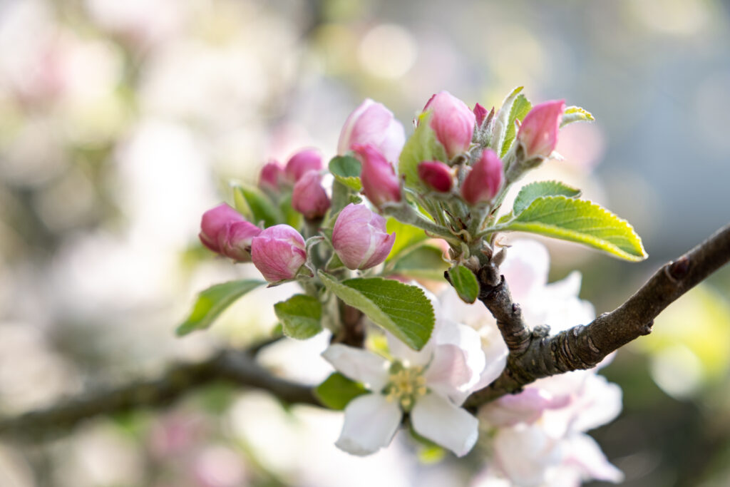 Spring Blossom Close-Up: Vibrant Pink Flowers with Soft Background Wallpaper
