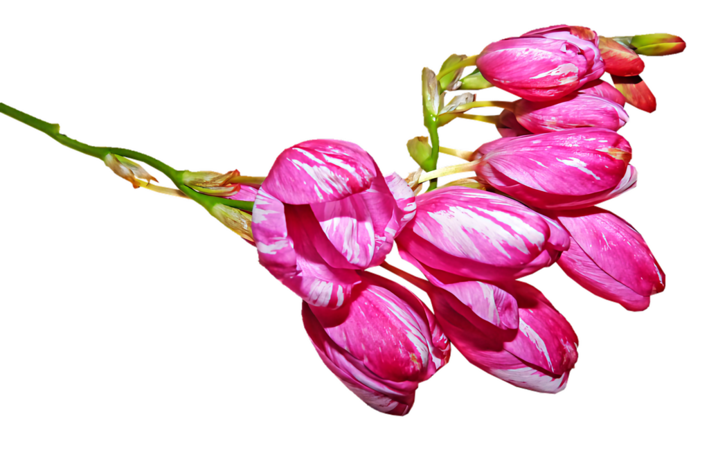 Vibrant Pink Flower Buds Wallpaper with Transparent Background