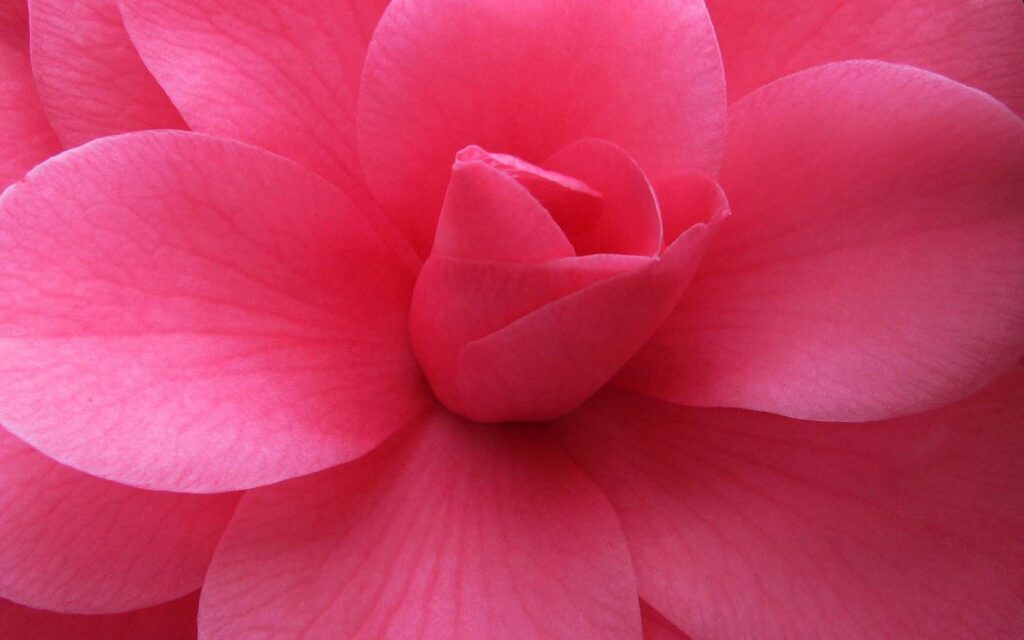 Vibrant Pink Flower Close-Up: Stunning Bloom Wallpaper Background