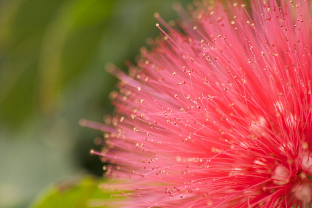 Vibrant Pink Flower Macro: Delicate Petals & Pollen Wallpaper