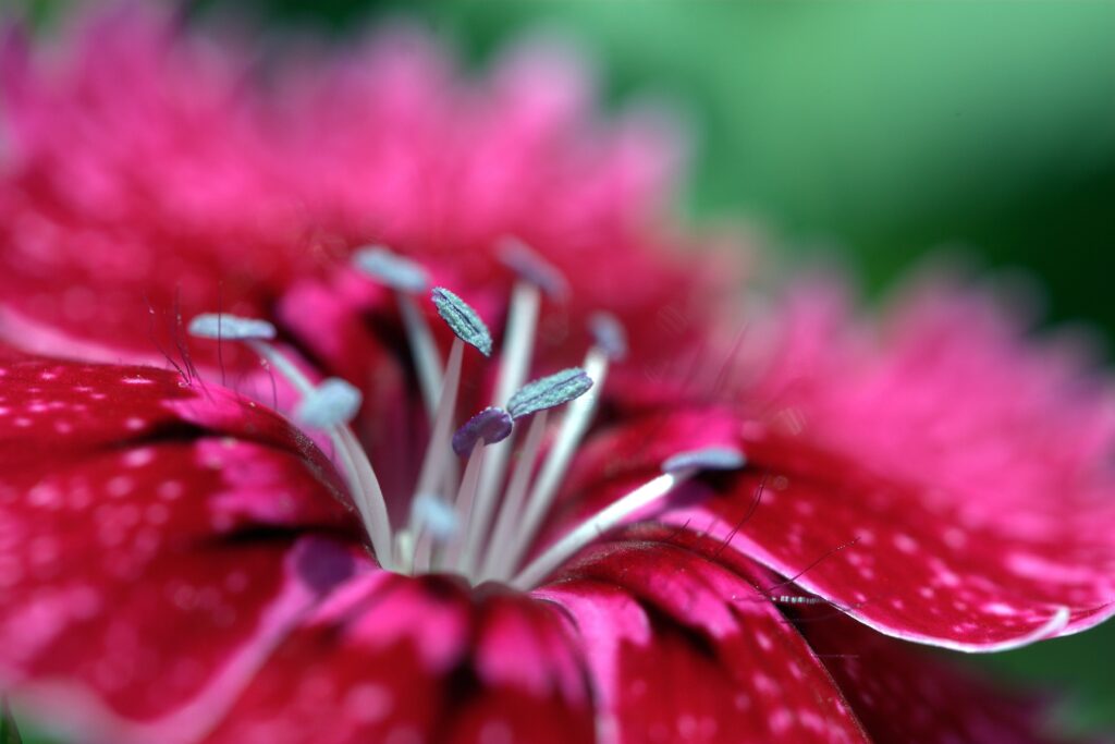 Vibrant Pink Flower Close-Up: Stunning Wallpaper Background
