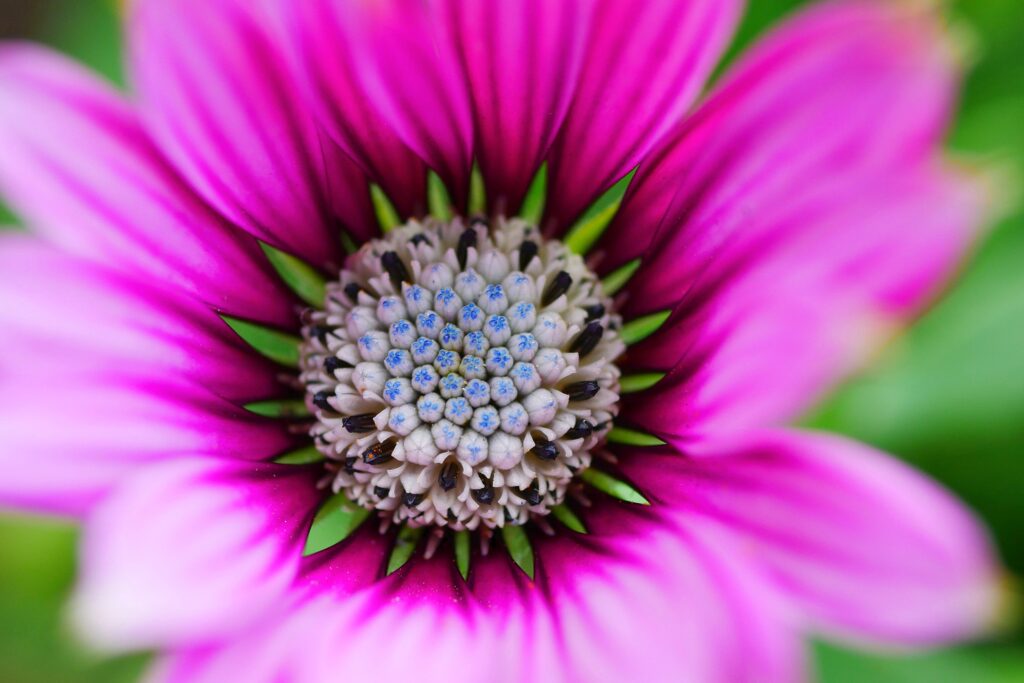 Close-Up of Vibrant Pink Flower with Intricate Center - Wallpaper