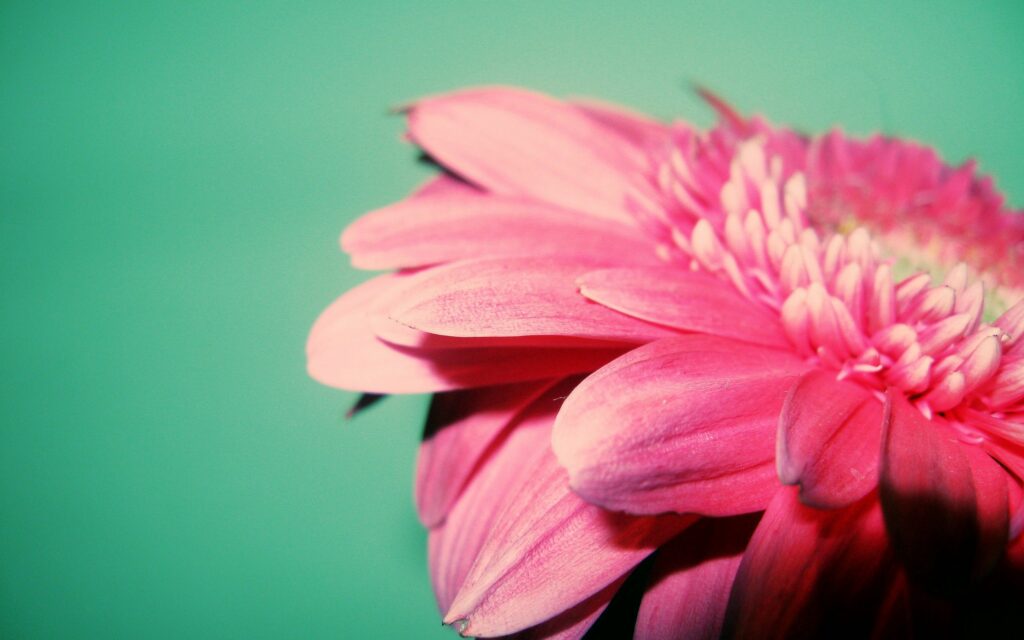 Close-Up Pink Flower Wallpaper on Soft Green Background