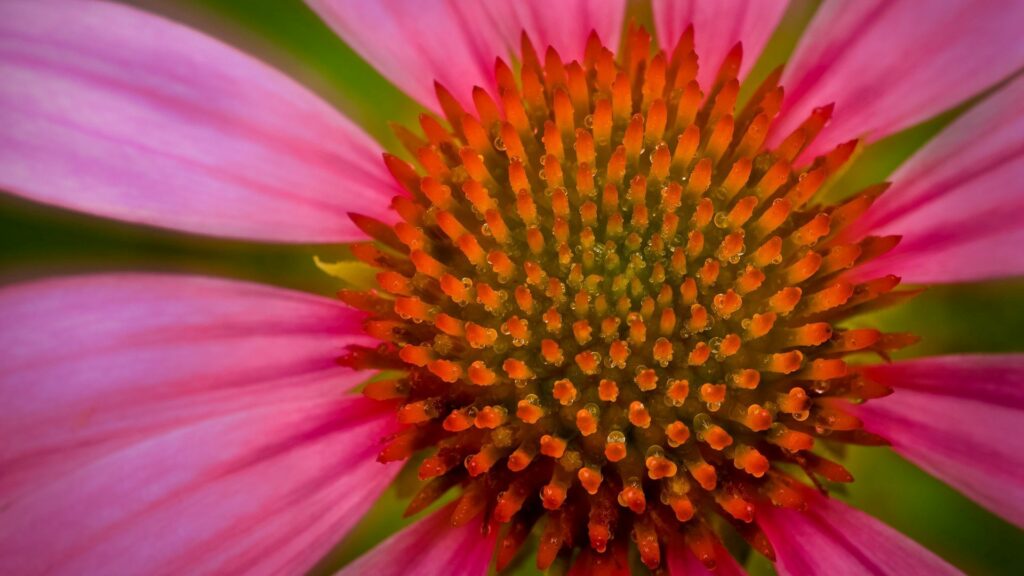 Vibrant Pink Flower Close-Up: Stunning Wallpaper with Green Blur