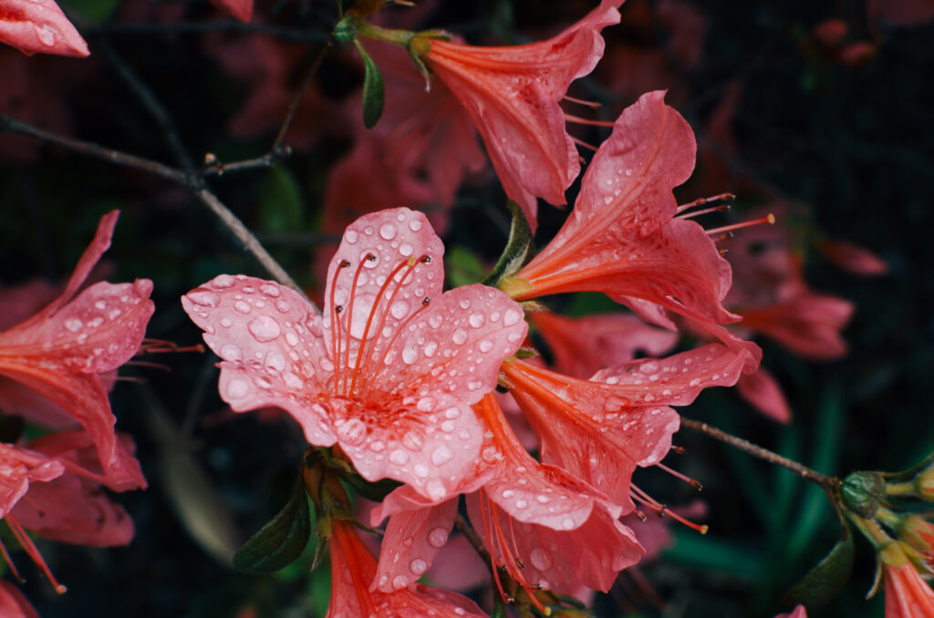 Close-Up of Vibrant Pink Flowers with Water Droplets – Nature's Freshness Wallpaper