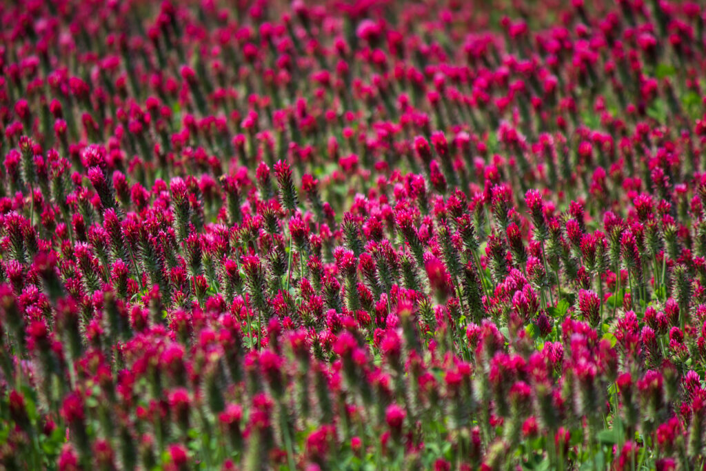 Vibrant Pink Flower Field Wallpaper: A Lush Natural Background