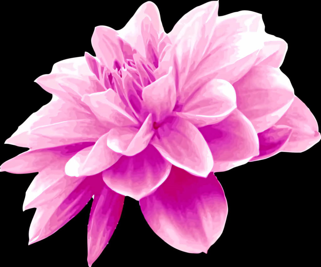 Vibrant Pink Flower Illustration with Detailed Petals & Soft Gradients Wallpaper