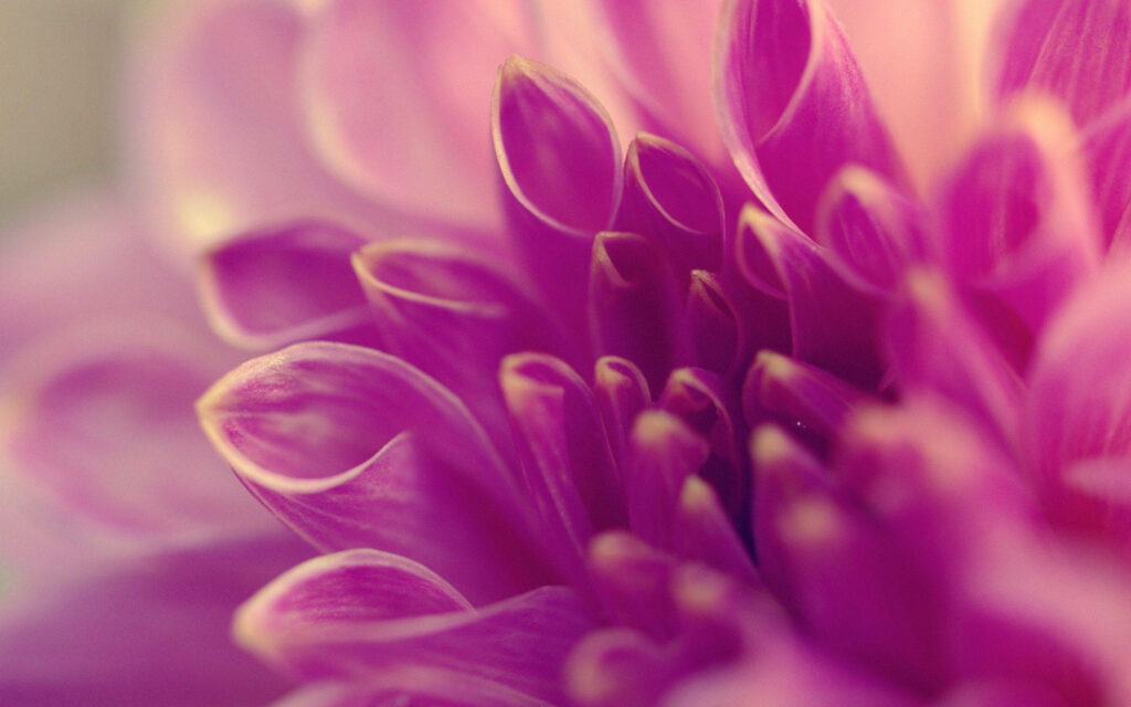 Vibrant Pink Flower Macro: Intricate Curled Petals Wallpaper