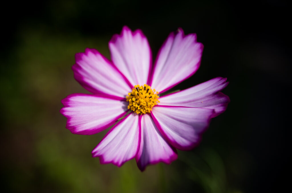 Vibrant Pink Flower Macro - Detailed Petals & Yellow Pollen Wallpaper