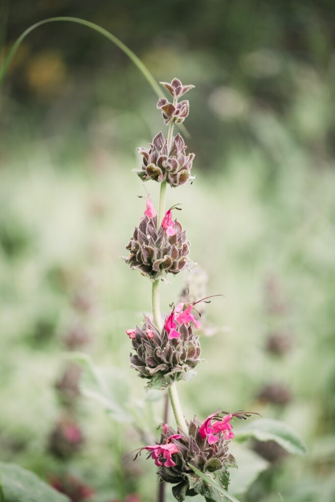 Vibrant Pink Wild Plant Close-Up: Macro Shot Wallpaper Background