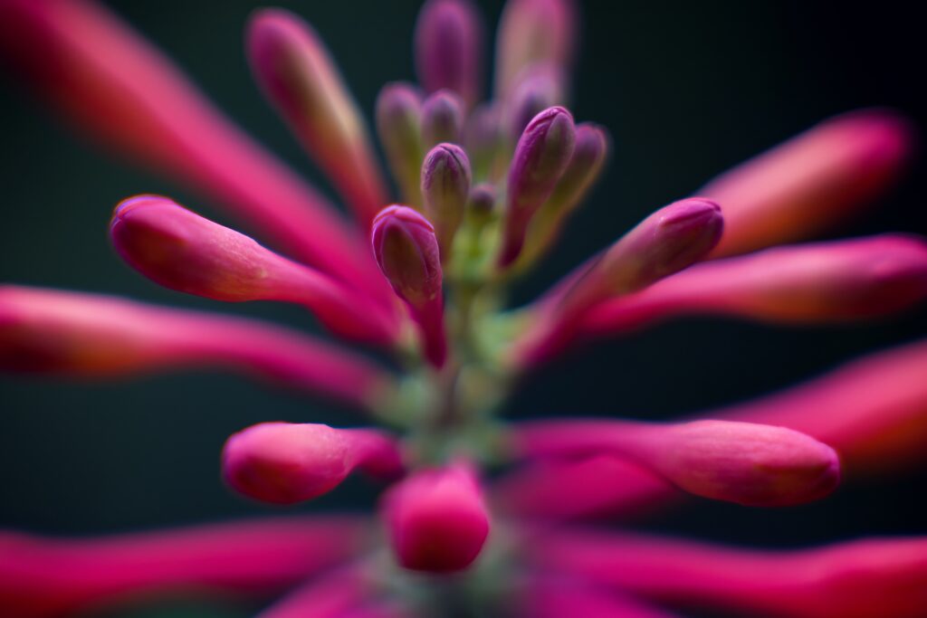 Macro Shot of Vibrant Pink Flowers & Buds - A Stunning Wallpaper