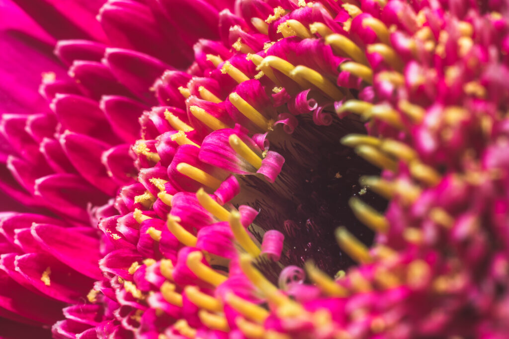 Vibrant Pink Flower Wallpaper: Macro Detail of Delicate Petals