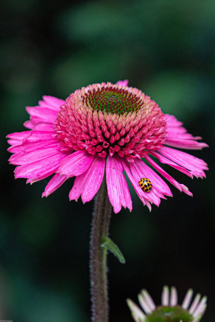 Vibrant Pink Flower Macro with Ladybug - Nature Wallpaper Background