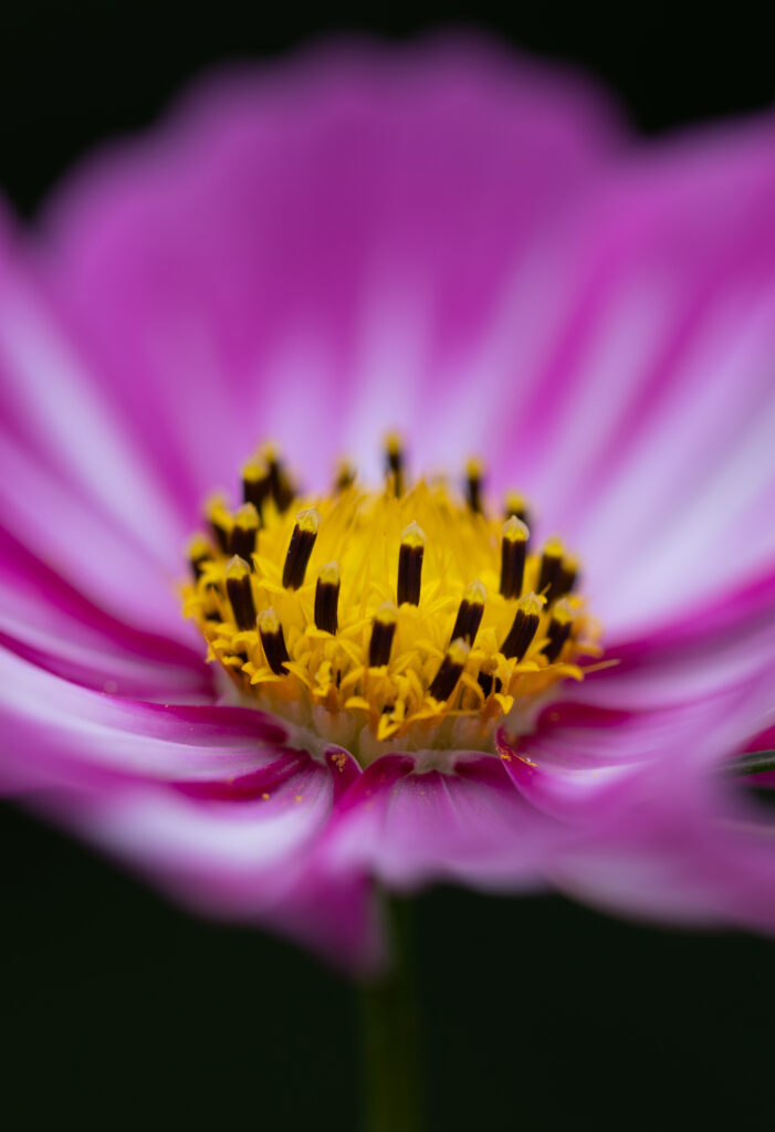 Stunning Macro Pink Flower Wallpaper with Bright Yellow Center