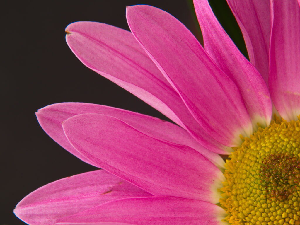 Vibrant Pink Flower Petals Macro: Intricate Textures on Dark Wallpaper