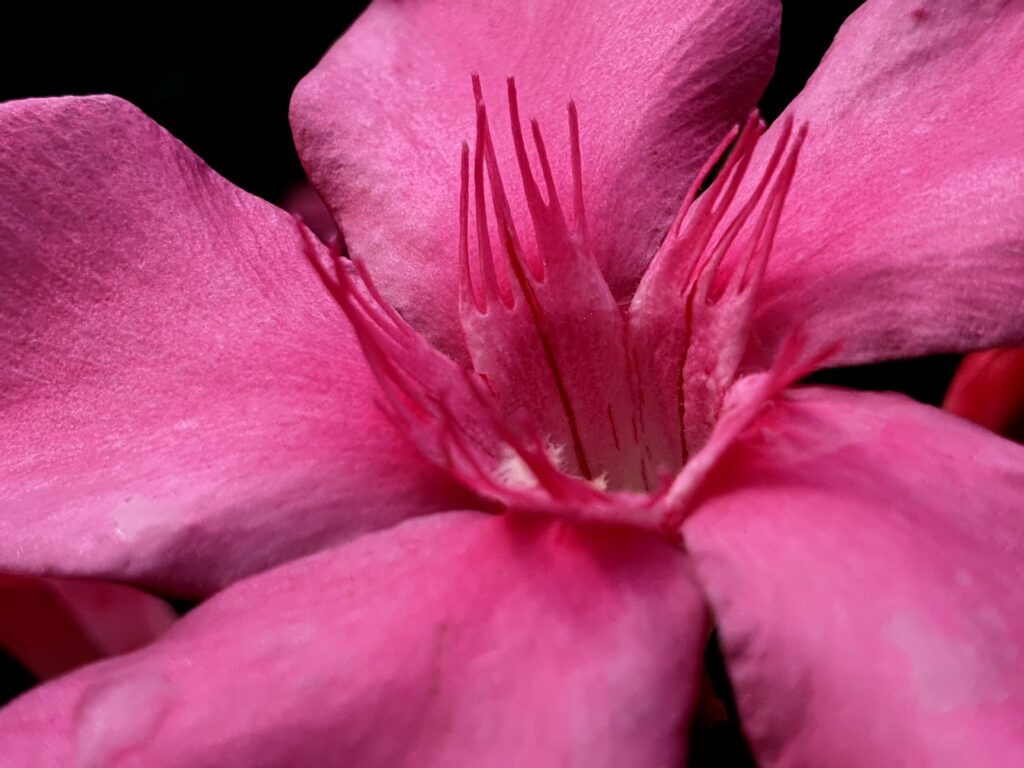 Vibrant Macro Pink Flower Petals Wallpaper Background - Intricate Beauty