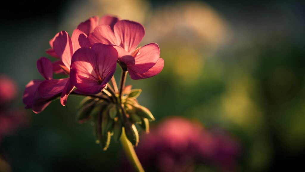 Serene Pink Flower Petals Wallpaper Background for Tranquil Decor