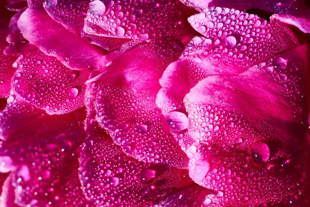 Vibrant Pink Flower Petals Macro Wallpaper with Water Droplets