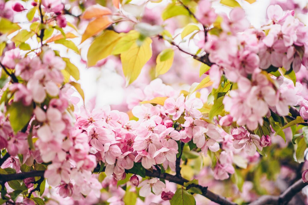 Vibrant Spring Wallpaper: Pink Flowers and Lush Green Leaves
